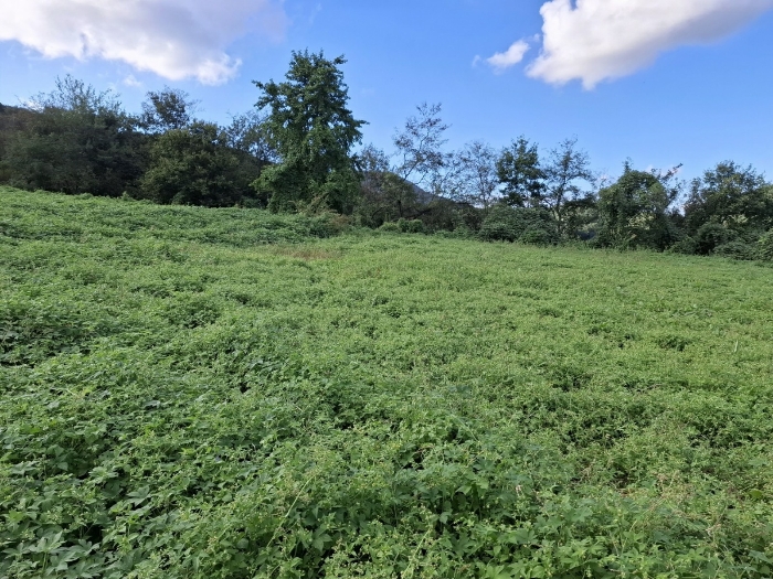 기호 (1)(4) 북측부분 전경