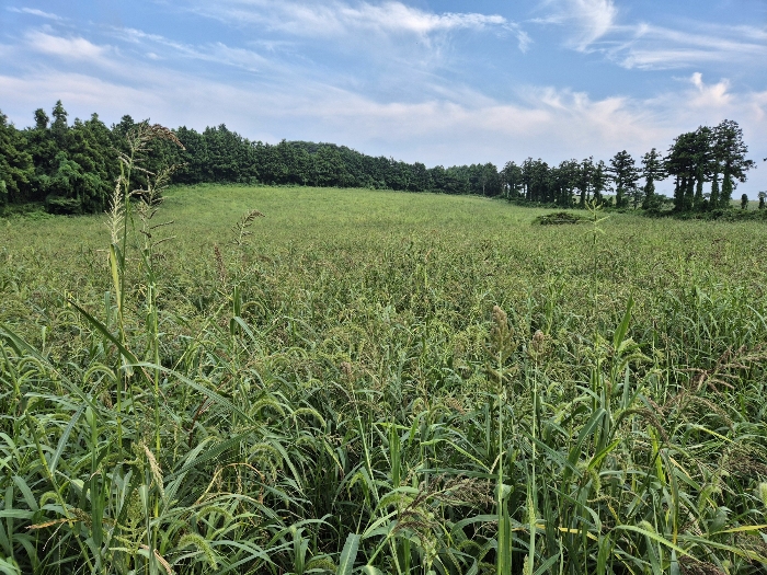 기호(11 14) 전경