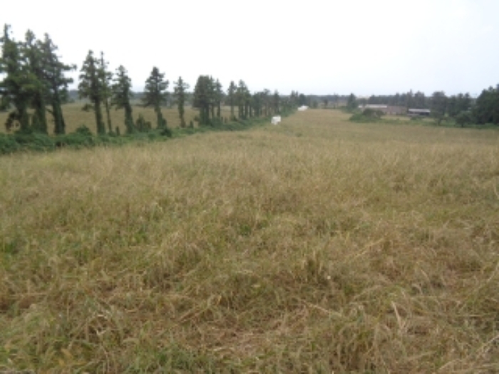 소재지1(금악리