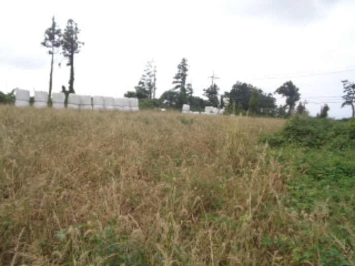 소재지3(금악리