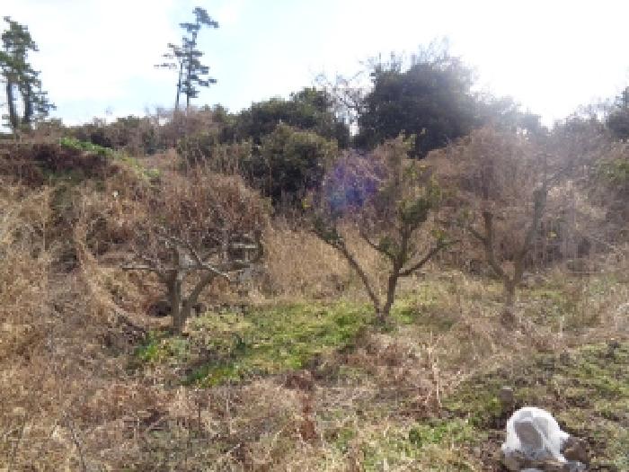 소재지 2. (애월리 571) 일부 지상 수목 사진