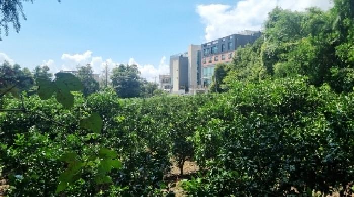 소재지1(서호동