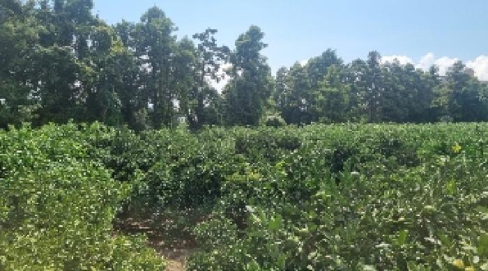 소재지2(서호동