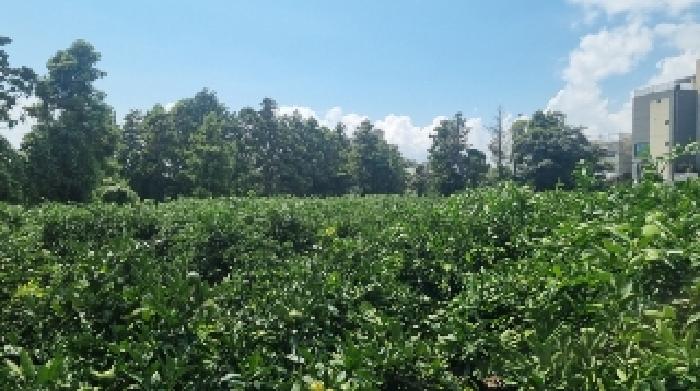 소재지2(서호동