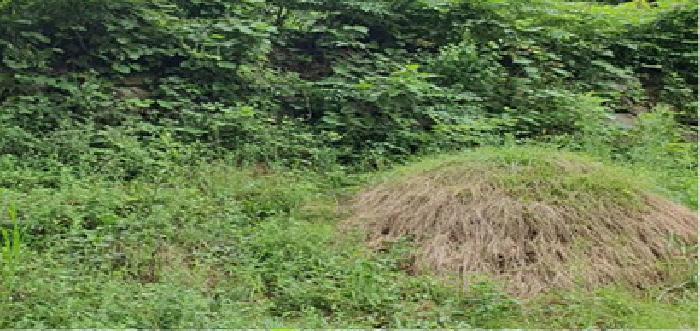 기호1 토지위 분묘 전경