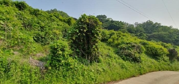 기호5 토지 전경