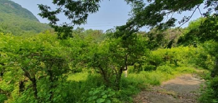 기호5 토지 전경