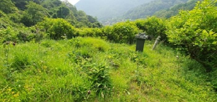 기호1 토지위 분묘 전경