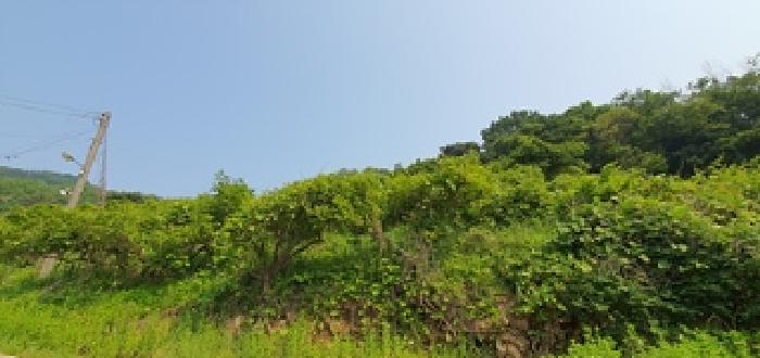 기호5 토지 전경