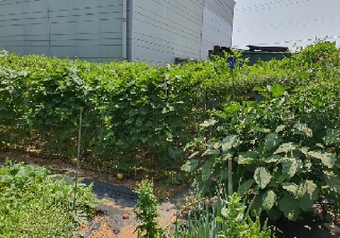 표시 목록 1 토지내 텃밭 농작물