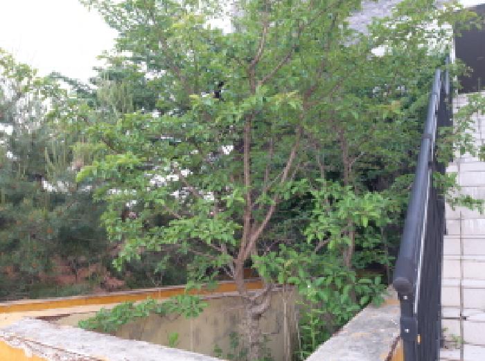 * 본건 목적물 전경(나무)