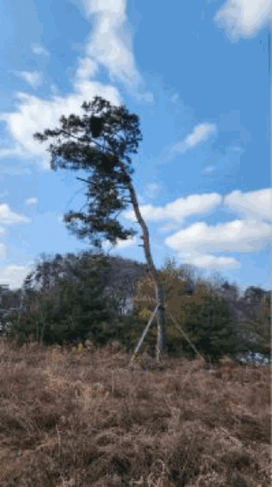 기호6 토지 및 수목