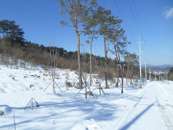 목록37 일대 및 소나무