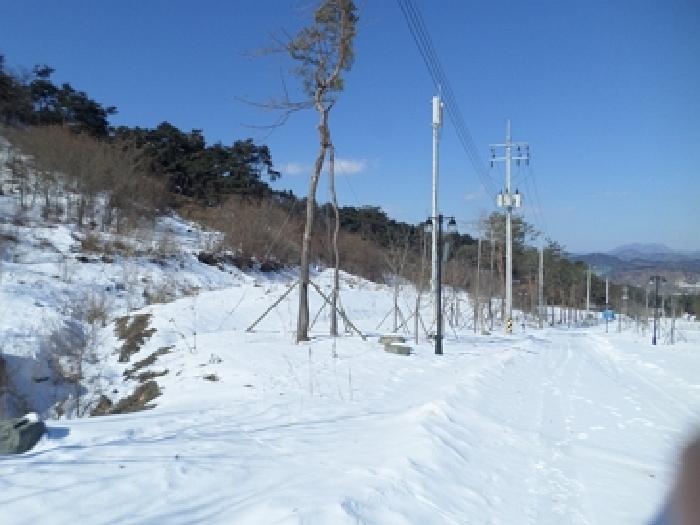 목록9 일대 및 소나무