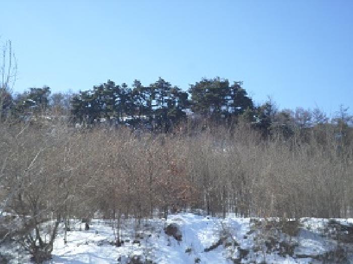 목록33,41,49 일대 식재인지 자생인지 불분명한 수목