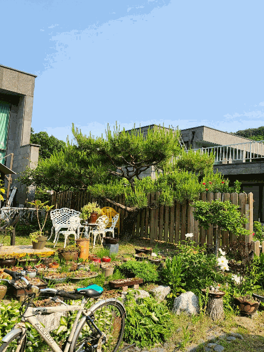 수목(소나무 등) 전경