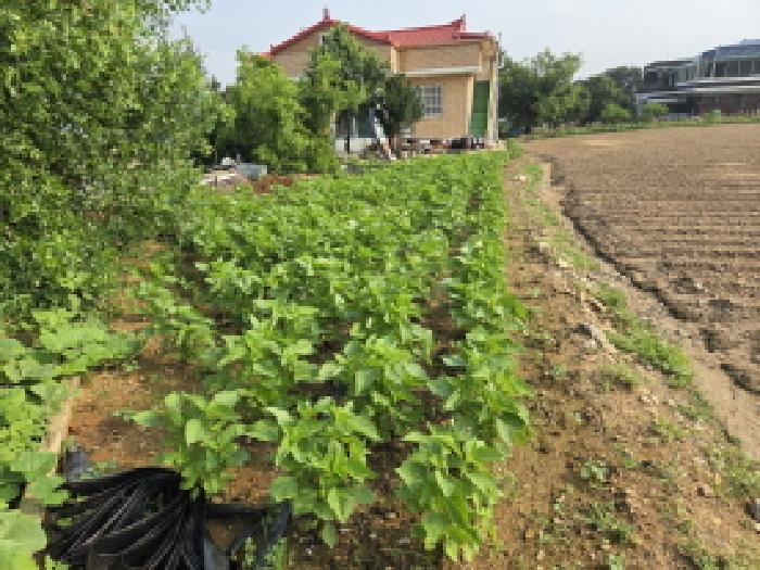 상동(들깨 경작)