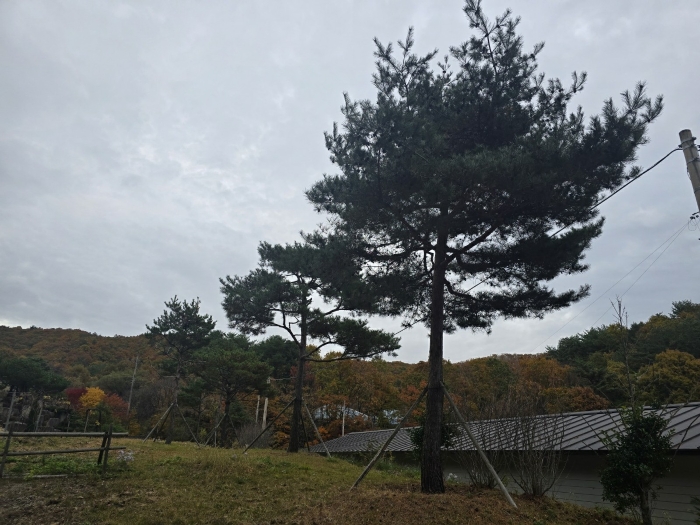 제시외수목(일련