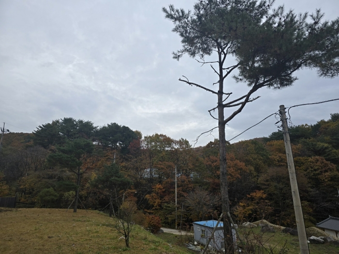 제시외수목(일련