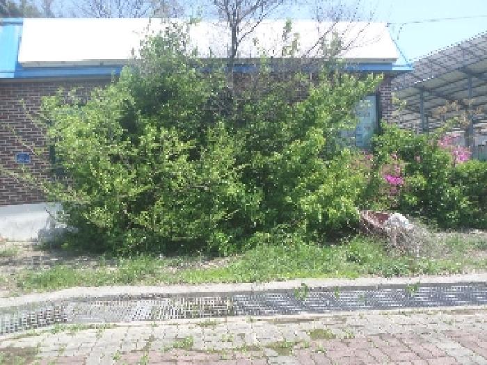 목록5. 지상 경계부근 수목