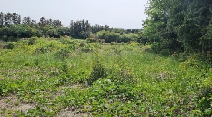 소재지3(대흘리