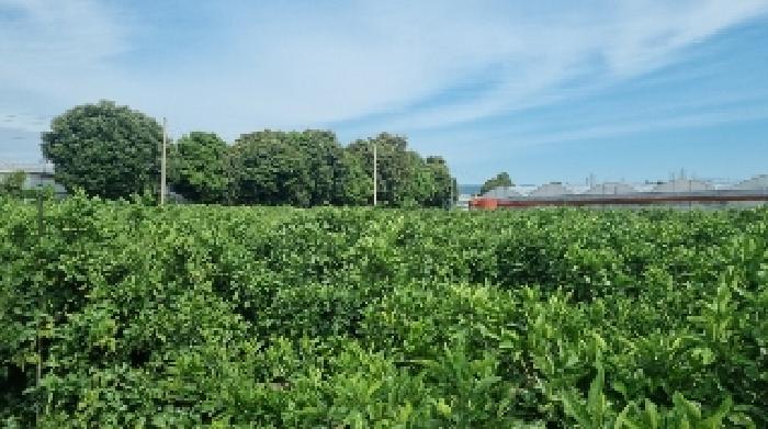 소재지1(위미리 12-2) 전경2