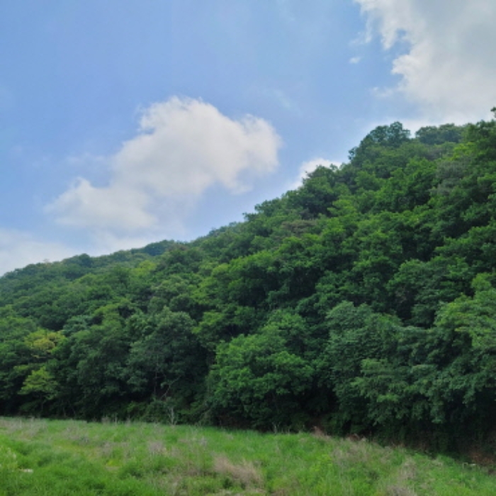 본건 토지 전경