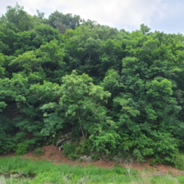 본건 토지 전경