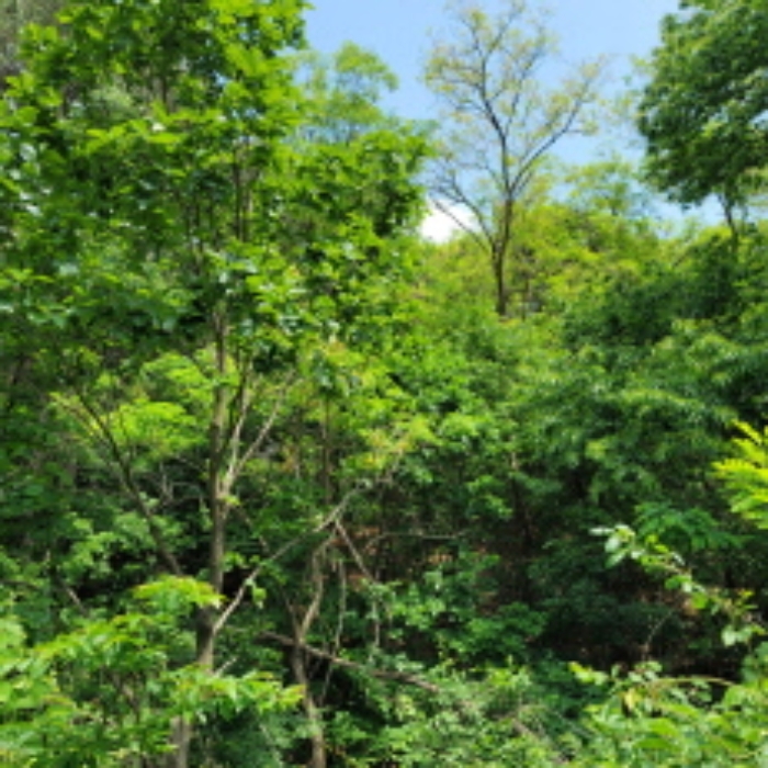 본건 토지 전경