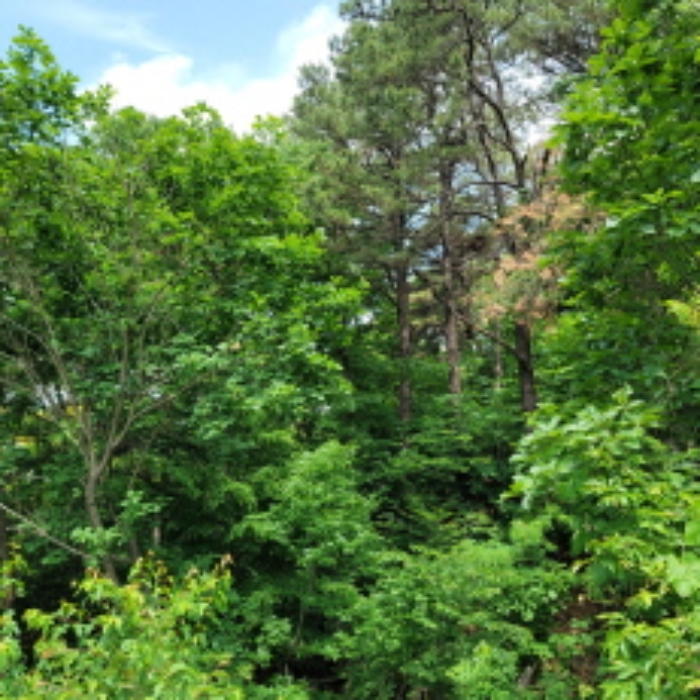 본건 토지 전경