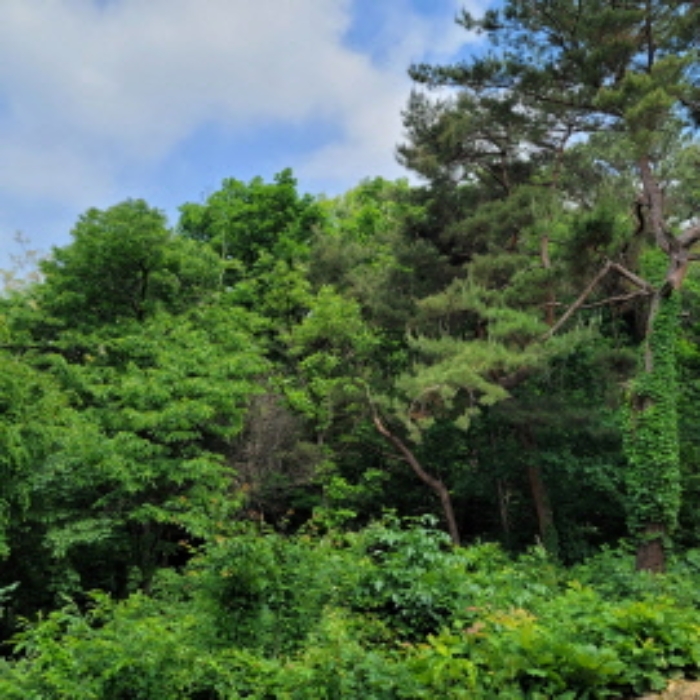 본건 토지 전경