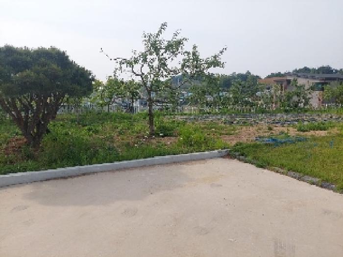 표시목록 3번 토지(전)-조경수 등 나무와 밭이 있음