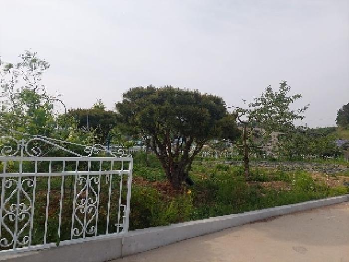 표시목록 3번 토지(전)-조경수 등 나무와 밭이 있음