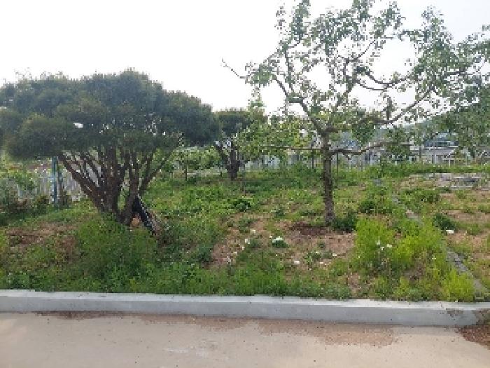 표시목록 3번 토지(전)-조경수 등 나무와 밭이 있음