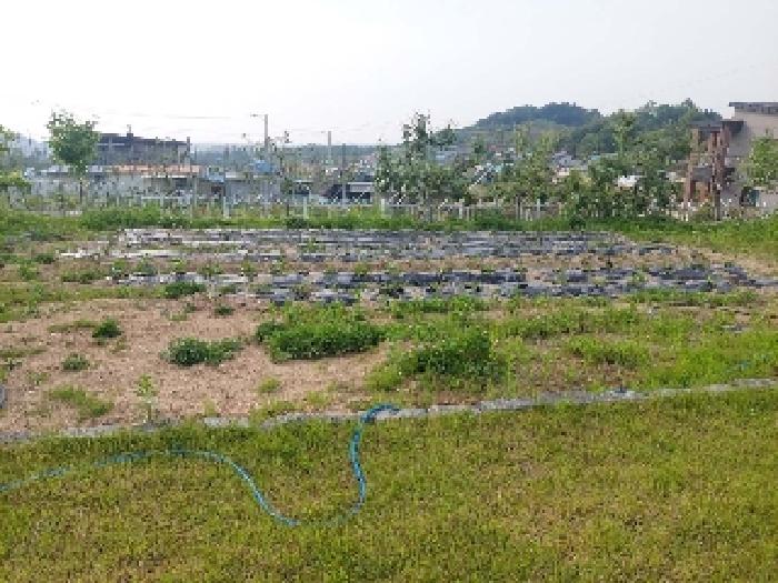 표시목록 3번 토지(전)-조경수 등 나무와 밭이 있음