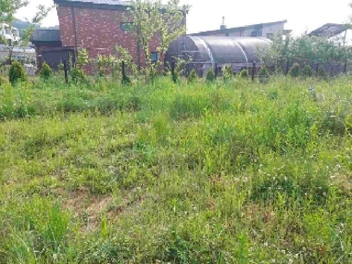 표시목록 6번 토지(전)-경작하지 않아 풀이 무성하게 자라고 있음