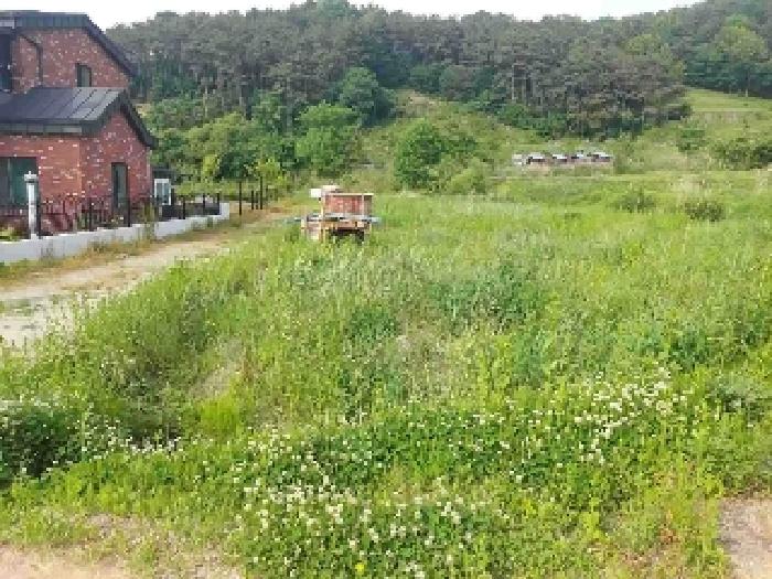 표시목록 6번 토지(전)-경작하지 않아 풀이 무성하게 자라고 있음