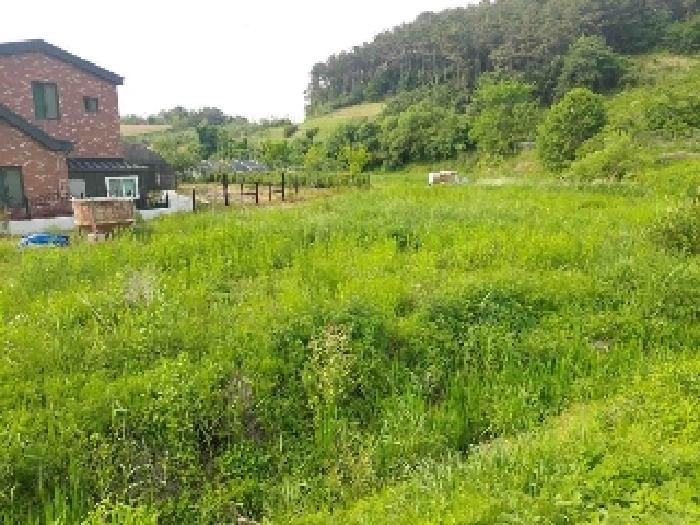 표시목록 6번 토지(전)-경작하지 않아 풀이 무성하게 자라고 있음