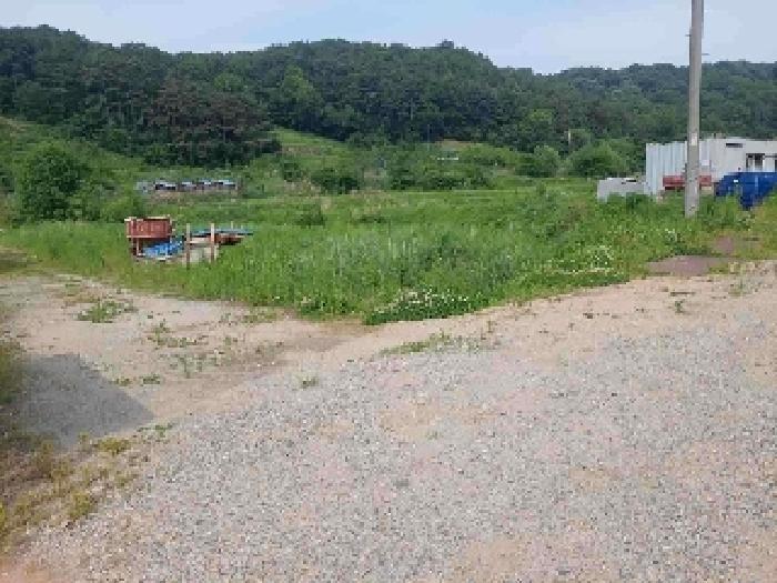 표시목록 6번 토지(전)-경작하지 않아 풀이 무성하게 자라고 있음