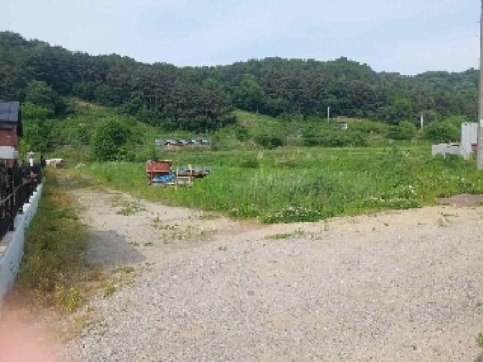 표시목록 6번 토지(전)-경작하지 않아 풀이 무성하게 자라고 있음