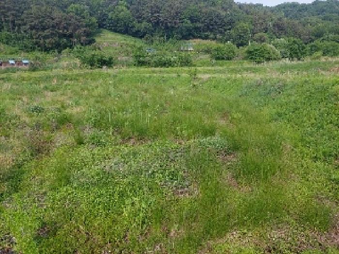 표시목록 1번, 2번 토지(답)-경작하지 않아 풀이 무성하게 자라고 있음