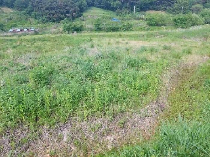표시목록 1번, 2번 토지(답)-경작하지 않아 풀이 무성하게 자라고 있음