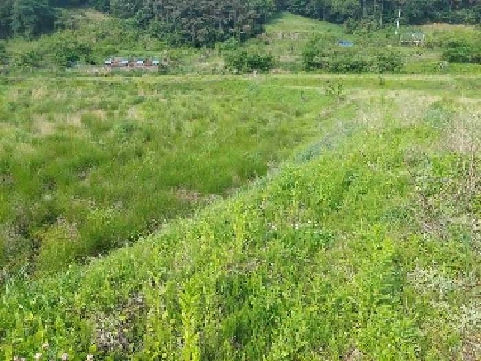 표시목록 1번, 2번 토지(답)-경작하지 않아 풀이 무성하게 자라고 있음