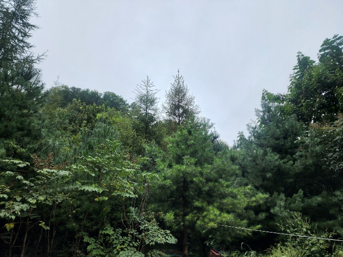 기호(2)토지(상천리 산298) 전경
