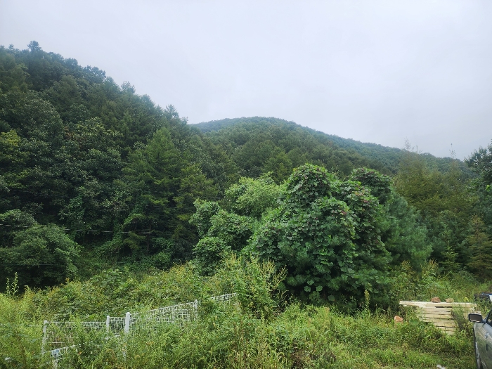 기호(1)토지(상천리 산298-1) 전경