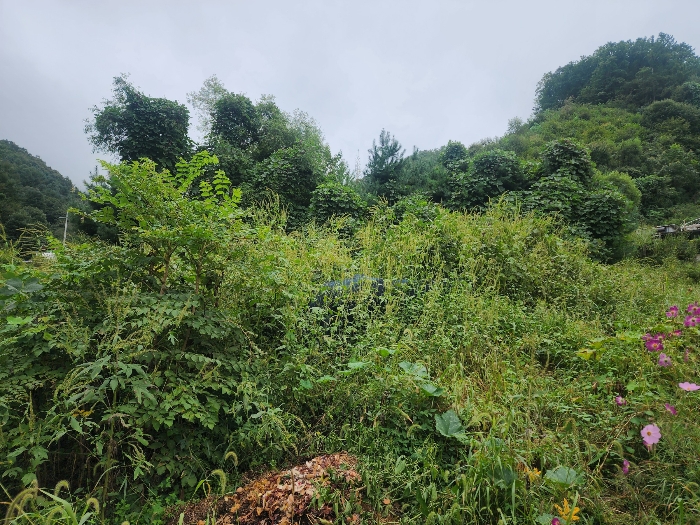 기호(2)토지(상천리 산298) 전경