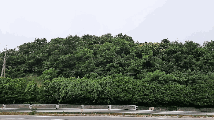 기호2 임야 모습