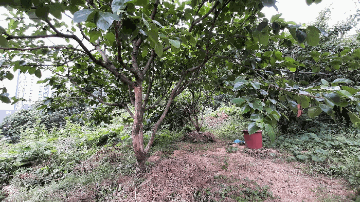과수목 상태 모습 2