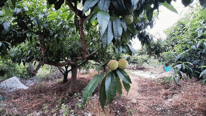과수목 상태 모습 1