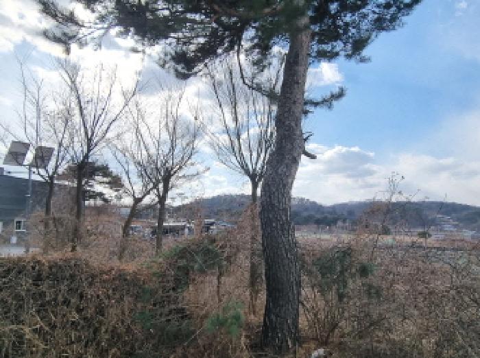 목록4 제시외 수목 모습3